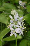 Atlantic camas